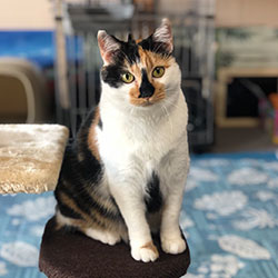 ペットの様子１