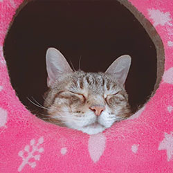 ペットの様子５